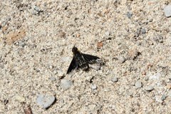 Hemipenthes morioides