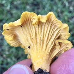 Cantharellus