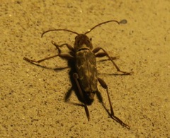 Xylotrechus smei