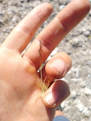 Muhlenbergia filiformis