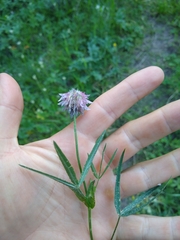 Trifolium eriocephalum