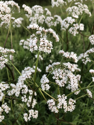 Vaistinis valerijonas nuotrauka