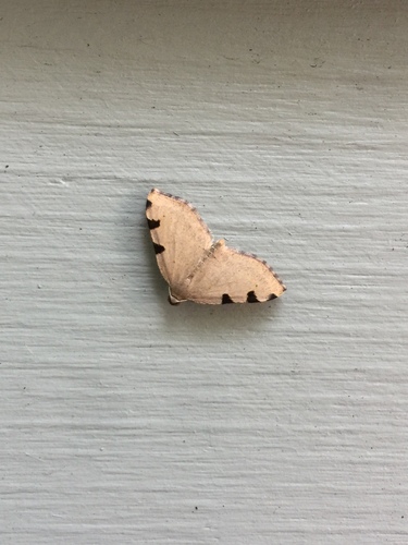 Three-spotted Fillip photo 3