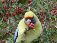 Platycercus elegans flaveolus