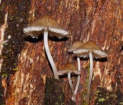 Mycena subgalericulata