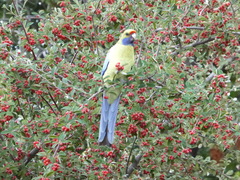 Platycercus elegans flaveolus