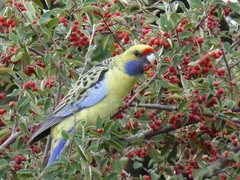 Platycercus elegans flaveolus