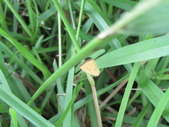 Marimatha nigrofimbria
