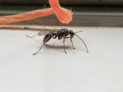 Auplopus mellipes