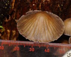 Mycena subgalericulata