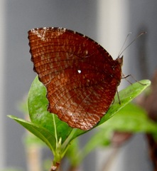 Elymnias hypermnestra