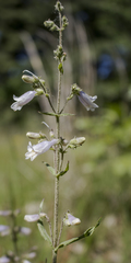 Penstemon gracilis