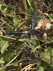 Leucorrhinia frigida