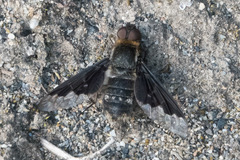 Hemipenthes morioides