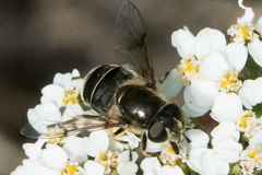 Eristalis obscura