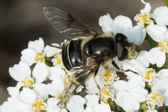 Eristalis obscura