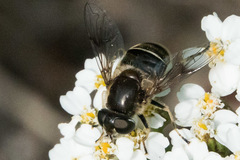 Eristalis obscura
