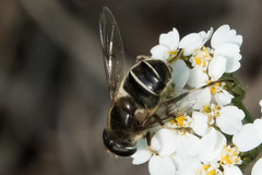 Eristalis obscura
