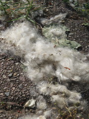 Populus × canadensis