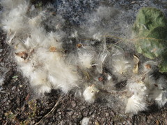 Populus × canadensis