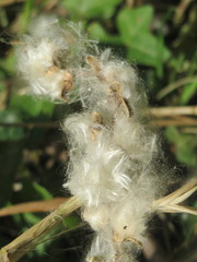 Populus × canadensis