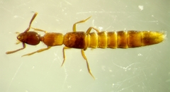 Stictolinus flavipes