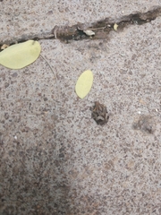 Hotea curculionoides