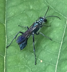 Chalybion zimmermanni