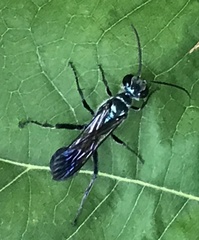 Chalybion zimmermanni