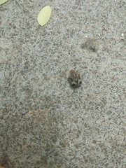 Hotea curculionoides