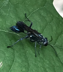 Chalybion zimmermanni