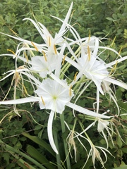 Hymenocallis occidentalis