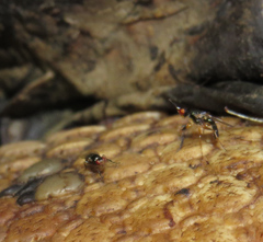 Prochyliza xanthostoma