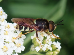 Stratiomys badia