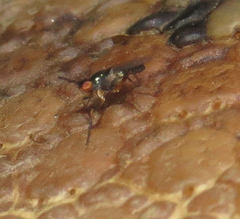 Prochyliza xanthostoma