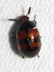 Diaperis nigronotata