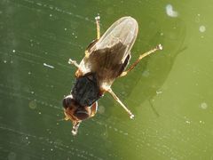 Tetanops sintenisi