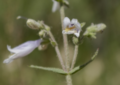 Penstemon gracilis