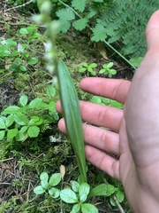 Platanthera ephemerantha