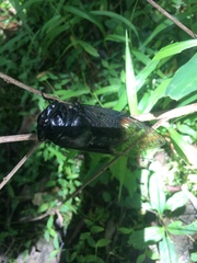 Cryptotympana holsti