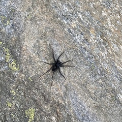 Pardosa labradorensis