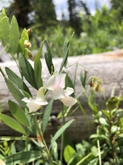 Lathyrus lanszwertii