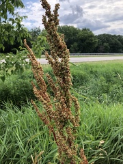 Rumex longifolius