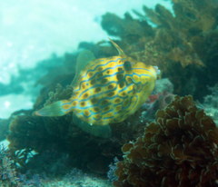 Eubalichthys mosaicus