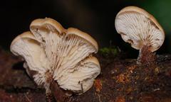 Lentinellus tasmanicus