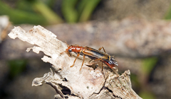 Lemidia