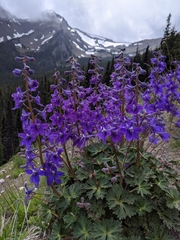 Delphinium glareosum