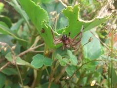 Arachnida