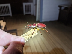 Lucanus capreolus