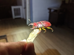 Lucanus capreolus